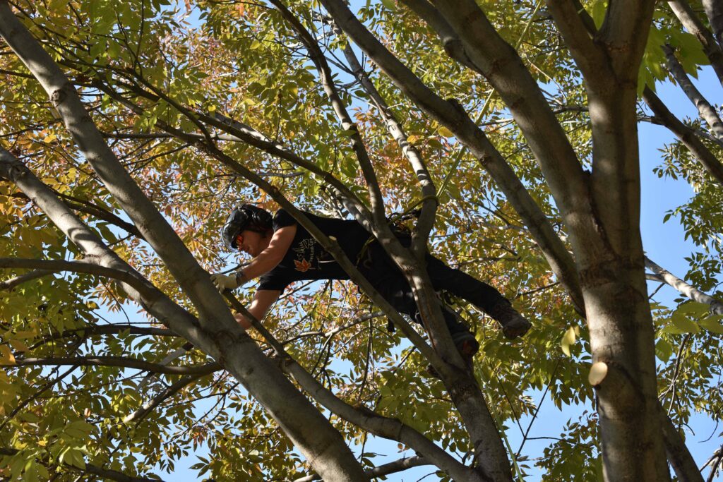An expert arborist scales a tall tree and balances in its branches in order to perform tree removal and trimming services near Littleton, CO.