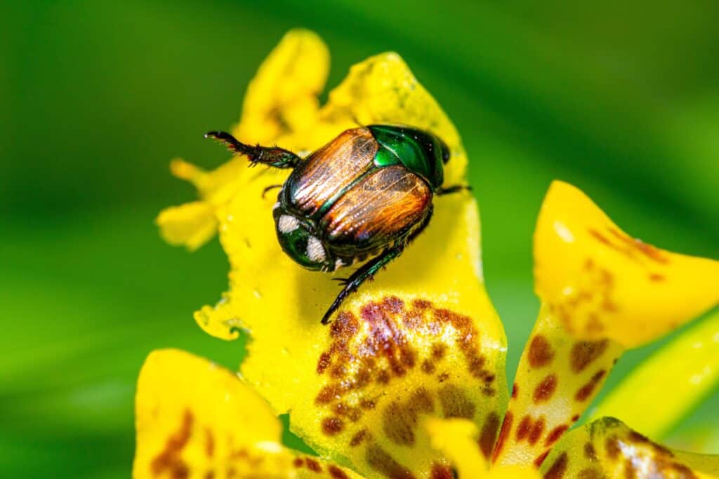 Japanese Beetle Control Near Littleton, CO with Fielding Tree Care