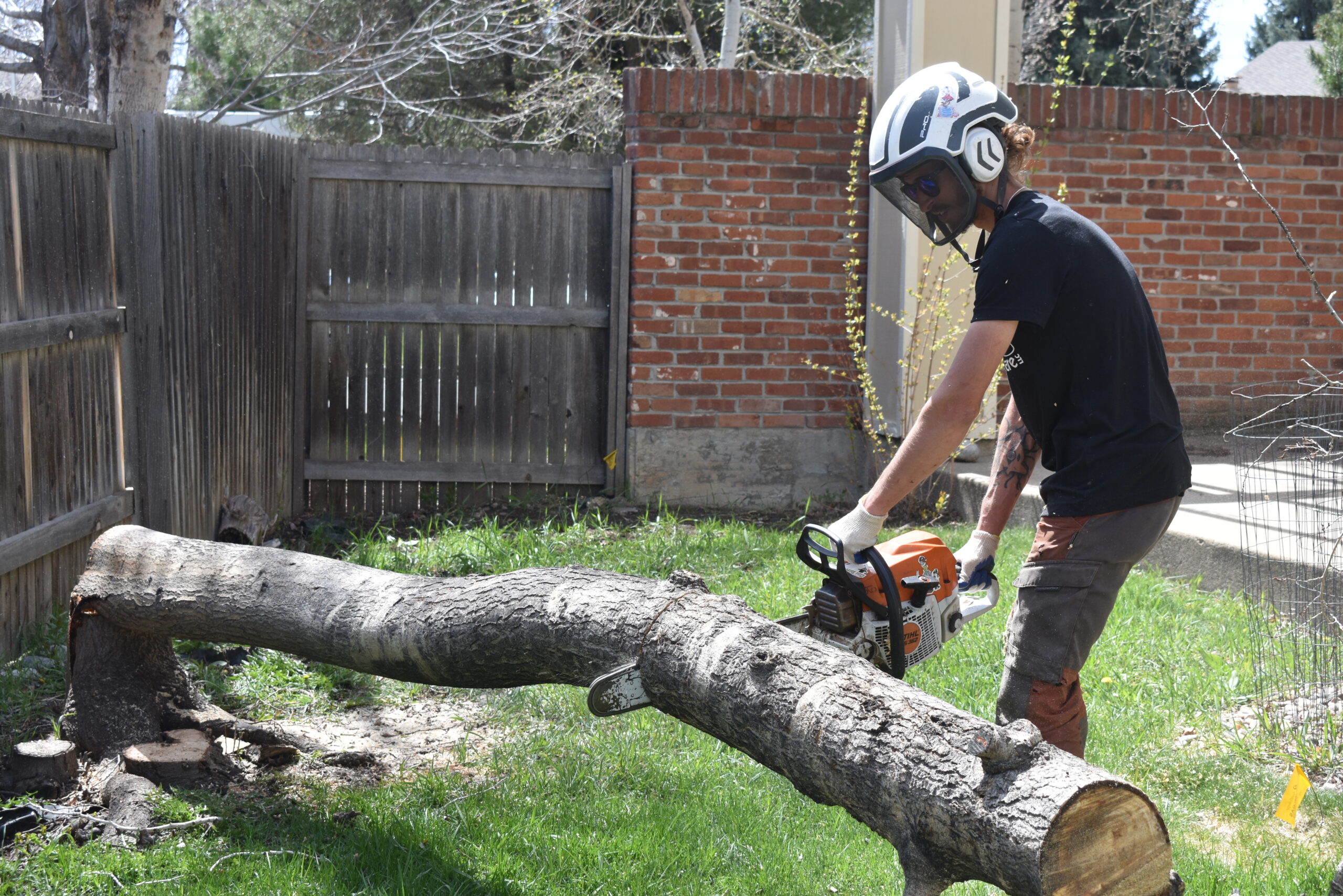 A long tree trunk being cut down in size by an arborist wielding a chainsaw during storm damage tree removal services in Denver, CO.
