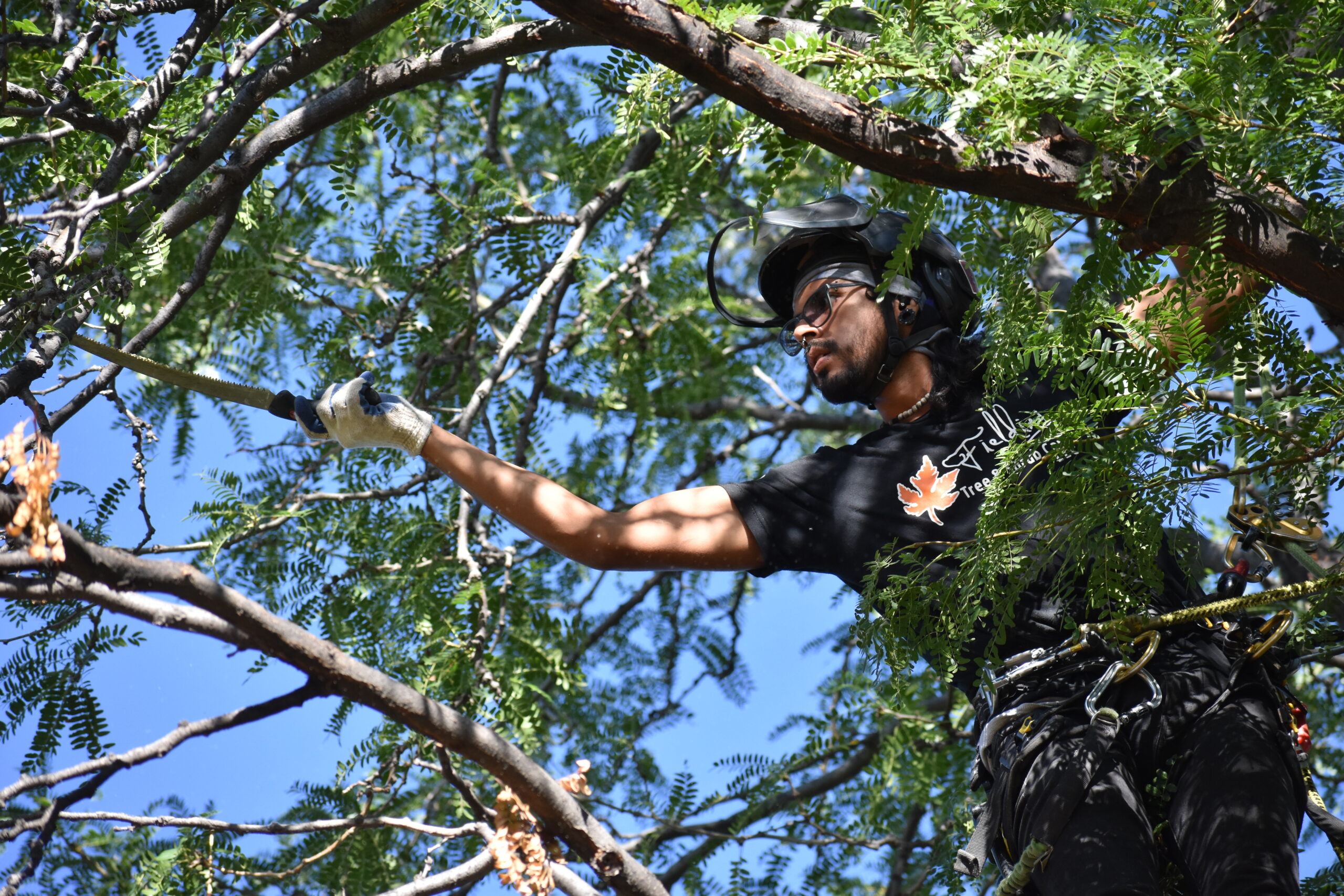 A Fielding Tree Care arborist reaches to trim branches on a tree during storm damage tree removal services in order to prevent it from needing to be removed in the future.