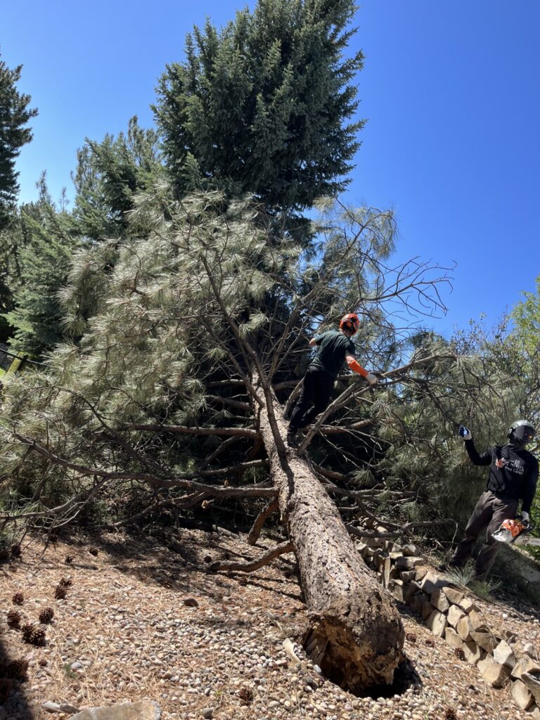 An evergreen tree that has been pulled out of the ground at the base during storm damage tree removal services in Denver, CO.