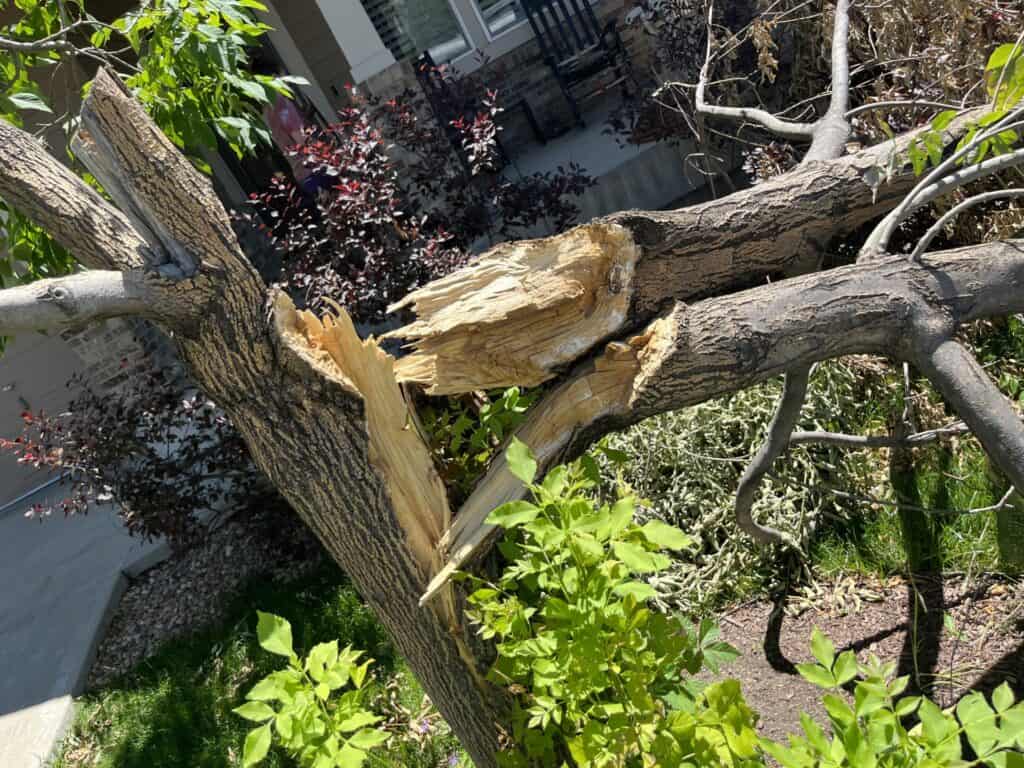 Helping Your Trees Recover and Prepare: Storm Damage Tree Care in Denver, CO