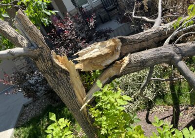 Helping Your Trees Recover and Prepare: Storm Damage Tree Care in Denver, CO