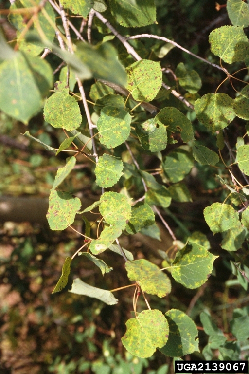 Marssonina leaf spot on Linden leaves. Image credit to John Guyon, USDA Forest Service, Bugwood.org