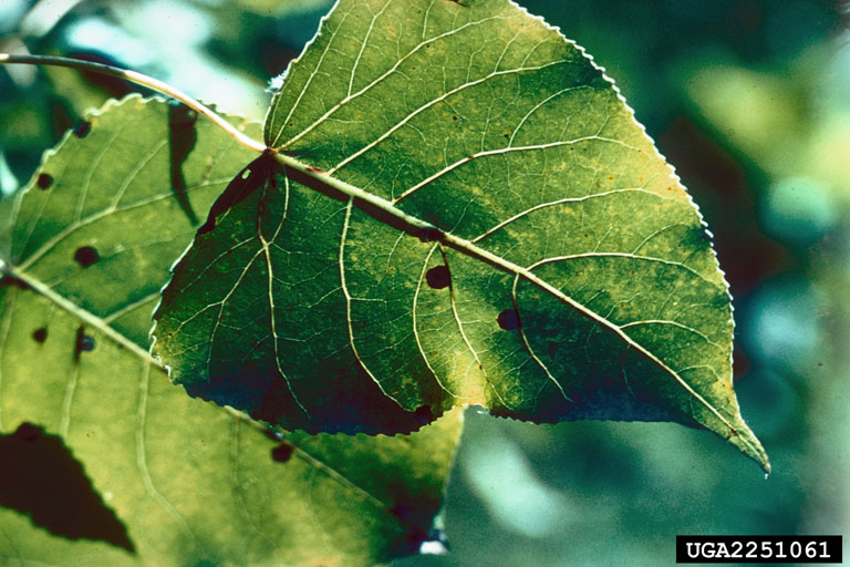 Septoria leaf spot on eastern cottonwood leaves. Image credit to USDA Forest Service - Northern and Intermountain Region , USDA Forest Service, Bugwood.org