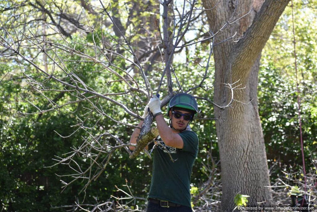 A professional arborist carries away a branch he cut to winterize trees in littleton, co.