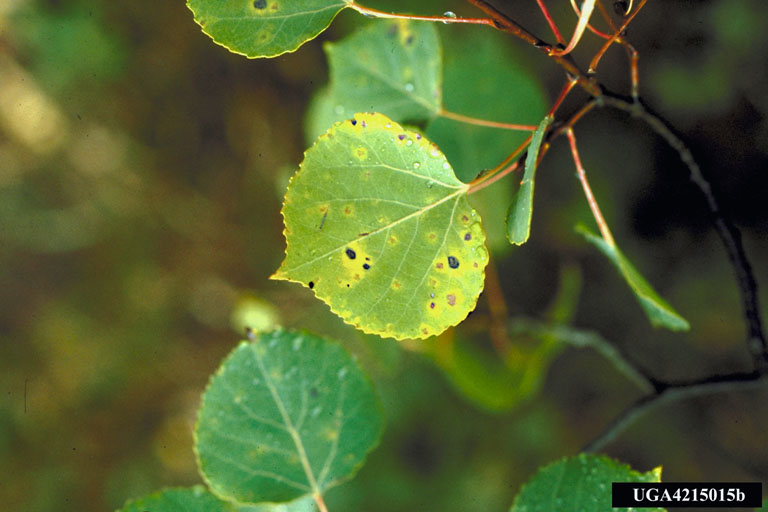 A close up of aspen leaves turning black due to Marssonina leaf spot. Image credit to Fred Baker, Utah State University, Bugwood.org