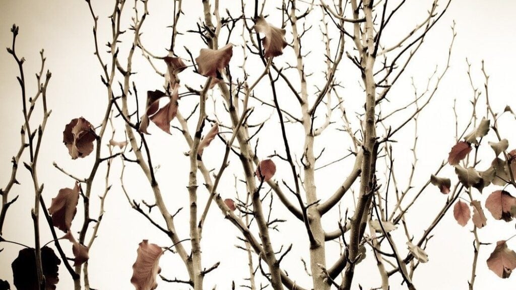 5 Tips for Winterizing Trees and Shrubs in Littleton and South Denver