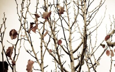 5 Tips for Winterizing Trees and Shrubs in Littleton and South Denver
