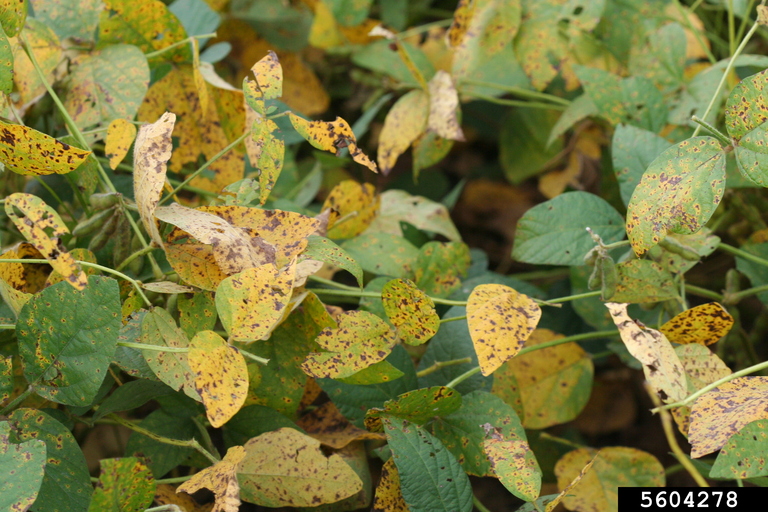 Aspen leaves turning black from Septoria leaf spot, a fungus affecting aspens in Littleton and South Denver. Image credit to Daren Mueller, Iowa State University, Bugwood.org