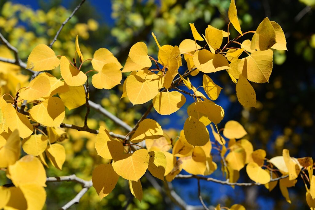 Close up of bright yellow aspen leaves on a blog post about aspen leaves turning black in Littleton and South Denver.