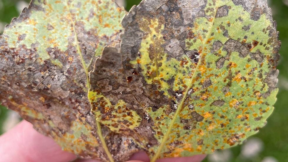 Cottonwood and Aspen Leaves Turning Black, Brown & Falling