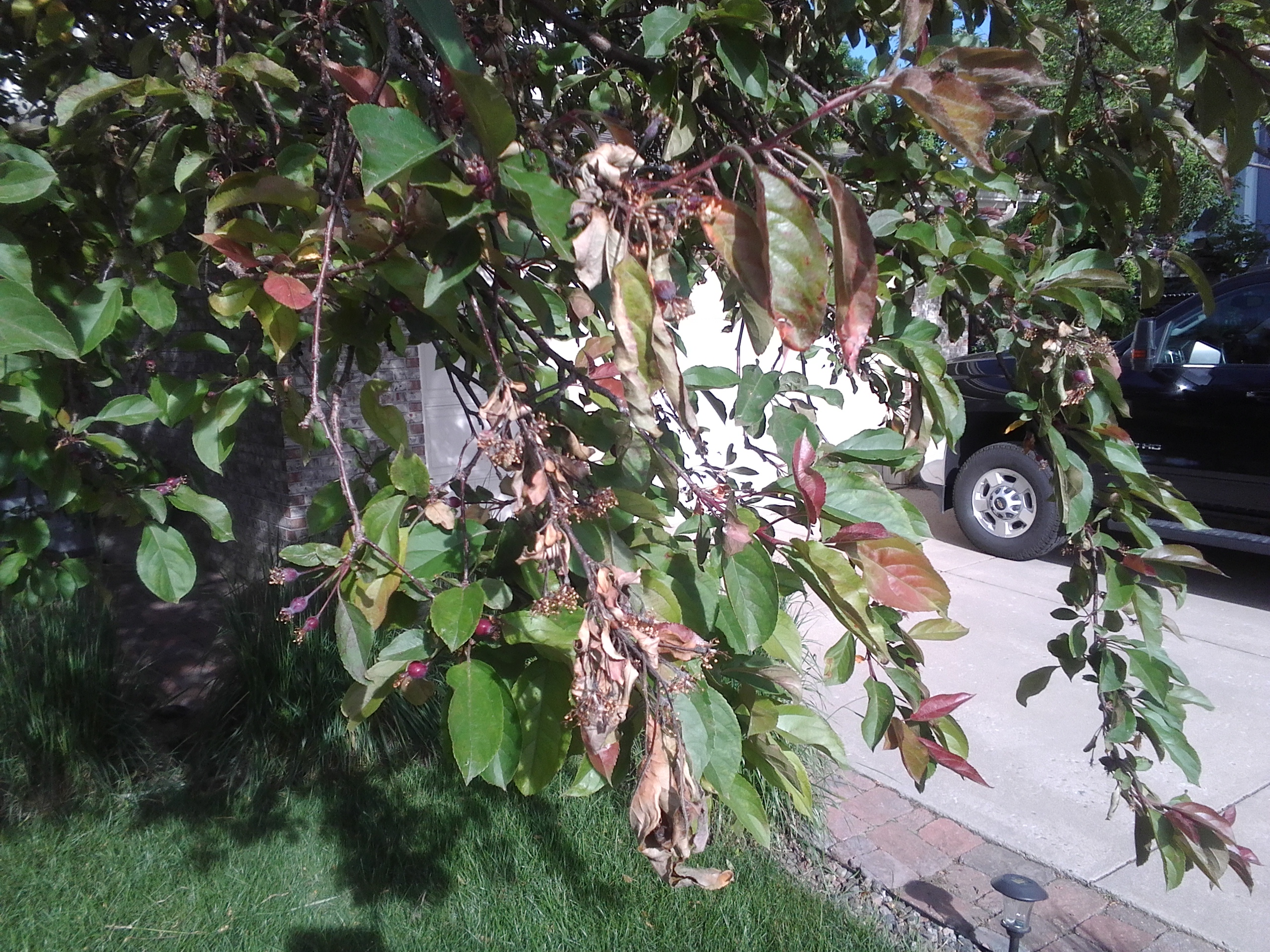 Visible brown damage on tree leaves in south Denver, CO that requires urgent fire blight treatment.