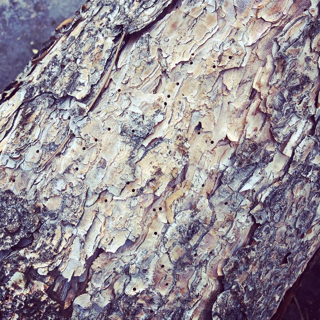 Holes in a tree's bark from IPS Beetles killing pine trees in Colorado.