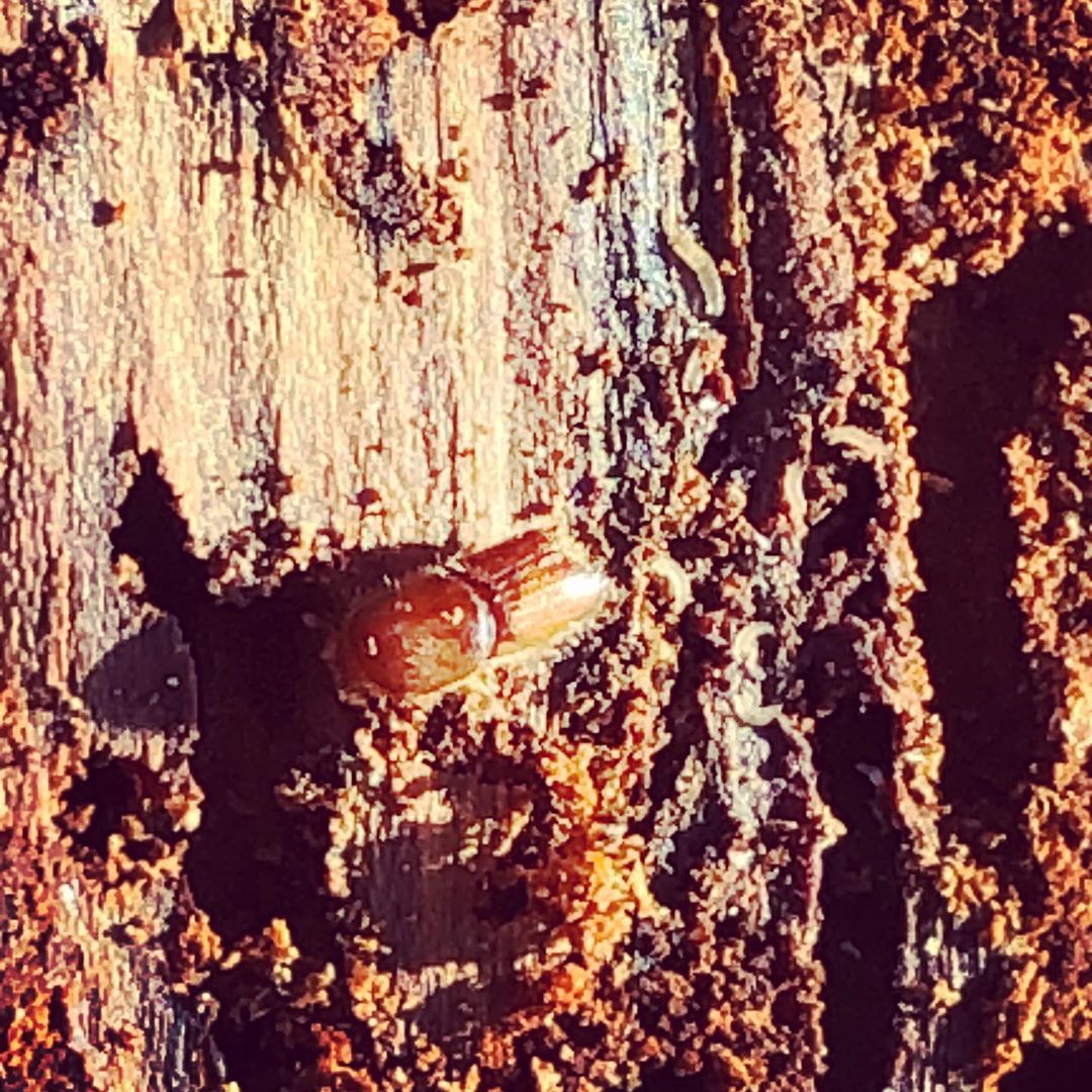 An IPS beetle on the side of a pine tree in Colorado.