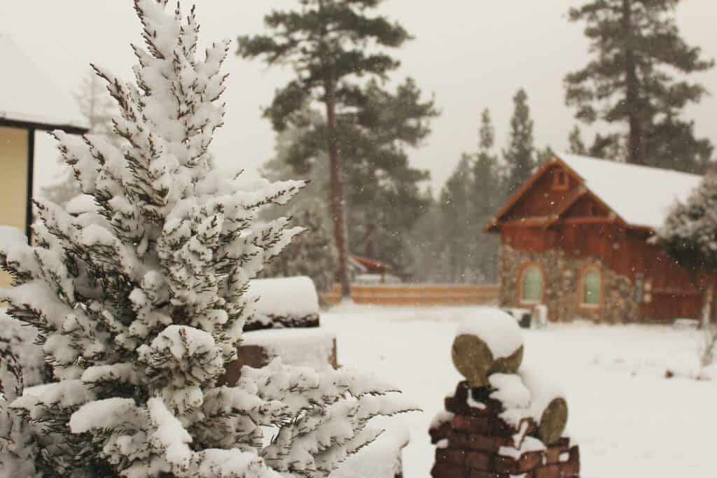 Colorado Pine Tree Root Systems: Friend or Foe to Your Property?