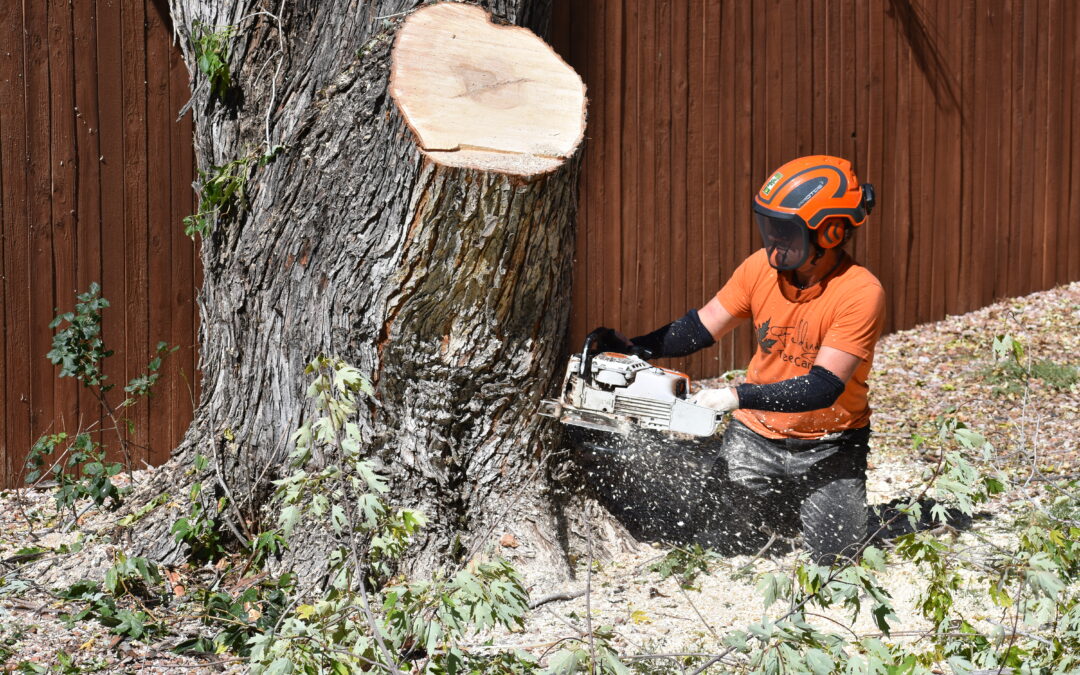 Tree Removal Costs: What You Need to Know Before Hiring a Professional