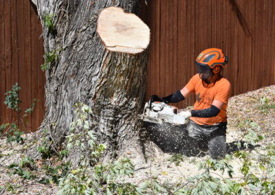 Tree Removal Costs: What You Need to Know Before Hiring a Professional