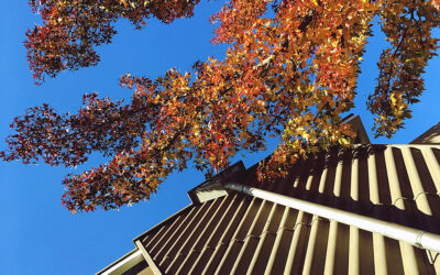 Low Maintenance Trees for Front Yards in Colorado