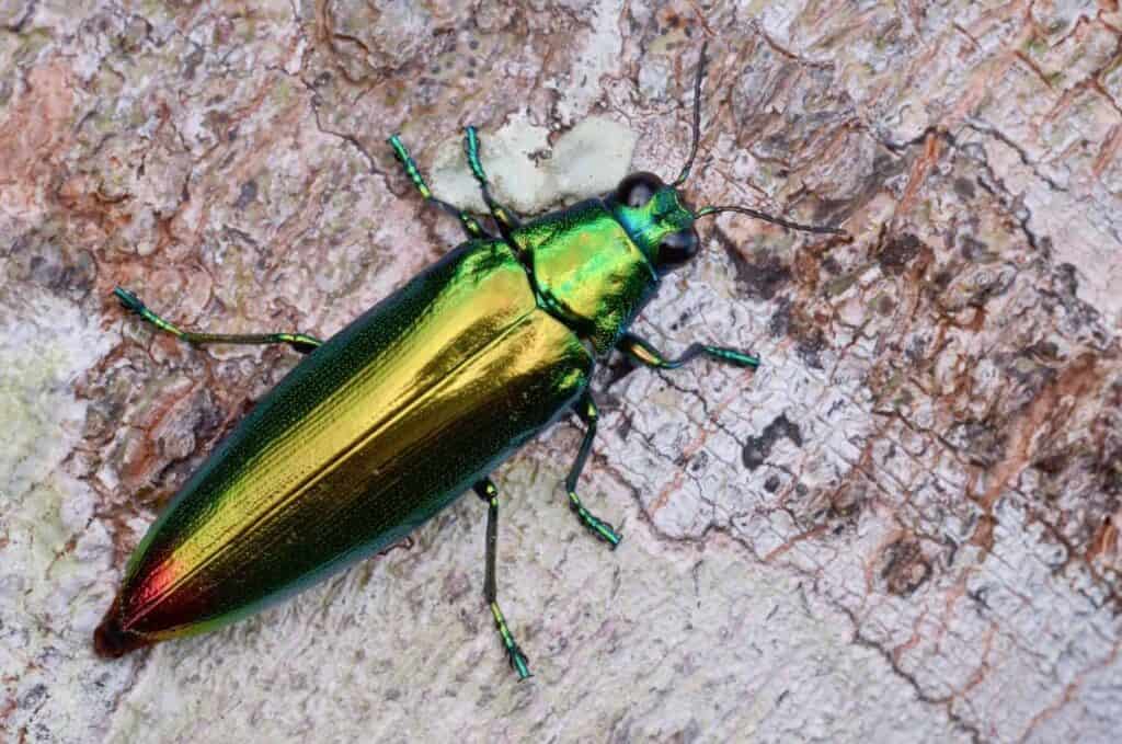 Emerald Ash Borer Treatment Cost: Everything You Need to Know