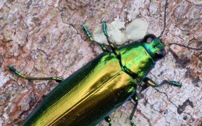 Emerald Ash Borer Treatment Cost: Everything You Need to Know
