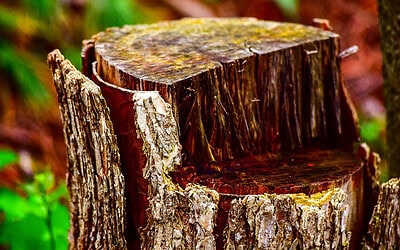 What Is the Difference Between Stump Grinding and Stump Removal?