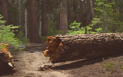 How to Know if a Tree Is at Risk of Falling