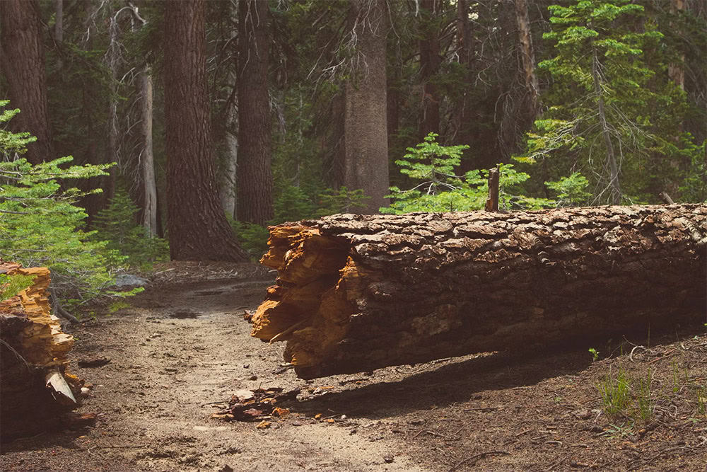 How to Know if a Tree Is at Risk of Falling