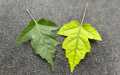 Why are the leaves on my maple tree turning yellow?
