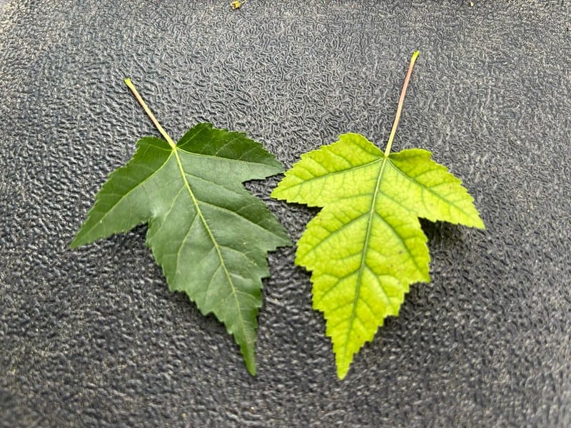 Why are the leaves on my maple tree turning yellow?
