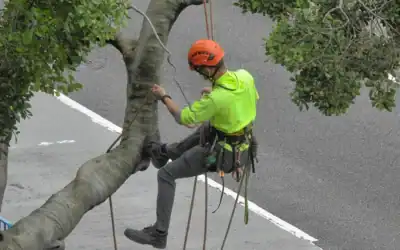 Why should I invest in professional tree care?