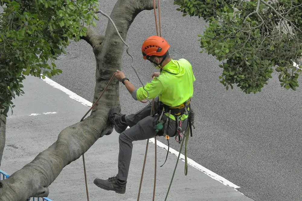 Why should I invest in professional tree care?