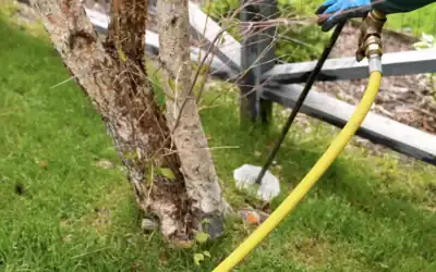 Does my evergreen tree have an IPS beetle infestation?