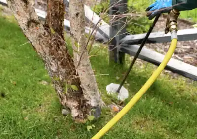 Does my evergreen tree have an IPS beetle infestation?