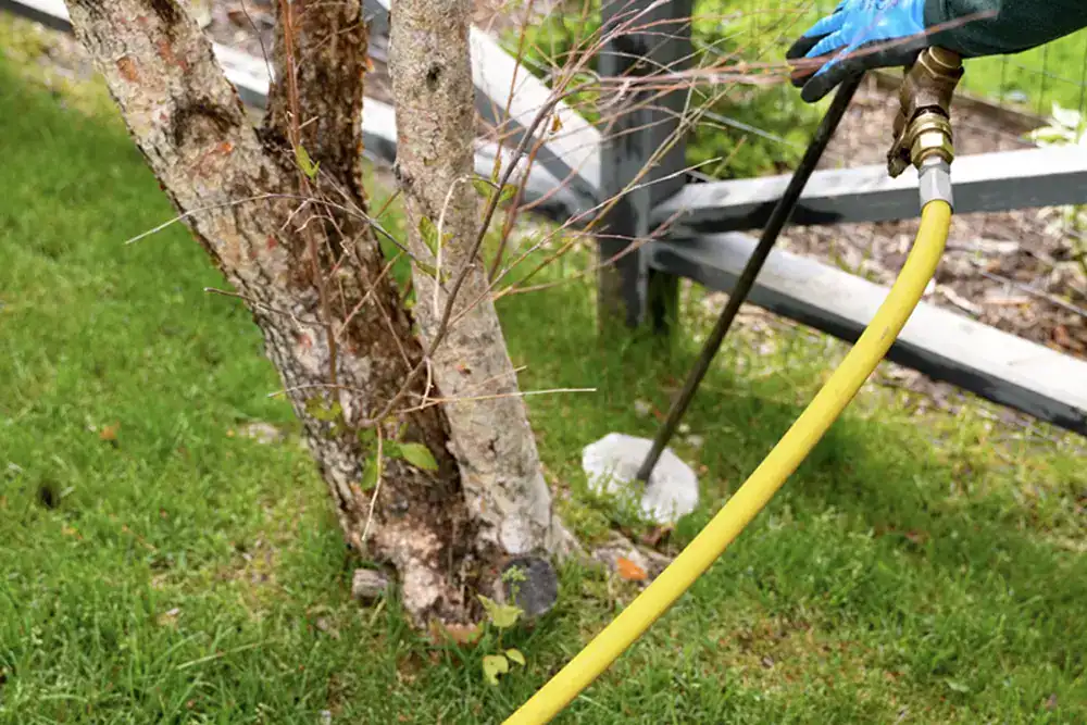 Does my evergreen tree have an IPS beetle infestation?