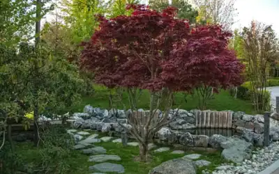 What is a Plant Growth Regulator (PGR), and why would my tree need one?