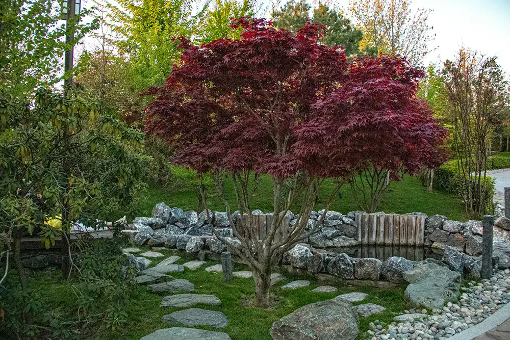 What is a Plant Growth Regulator (PGR), and why would my tree need one?
