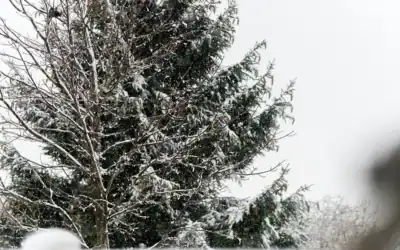 Do I need to think about my trees during winter?