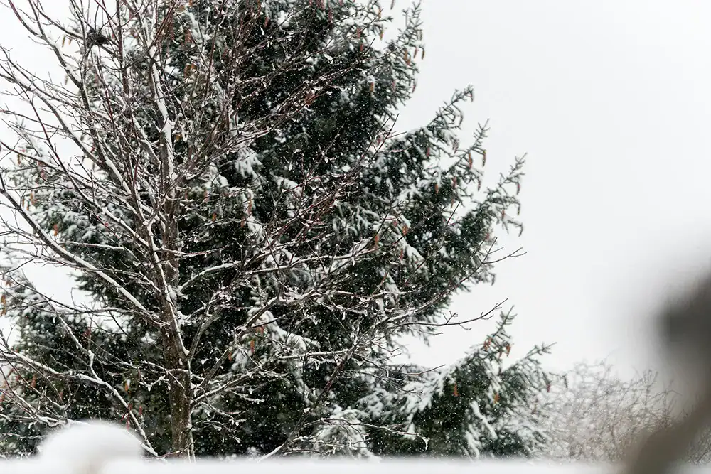 Do I need to think about my trees during winter?