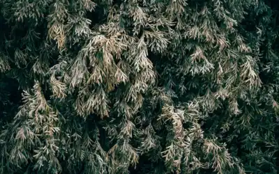 Why do my evergreen trees turn brown in the winter?
