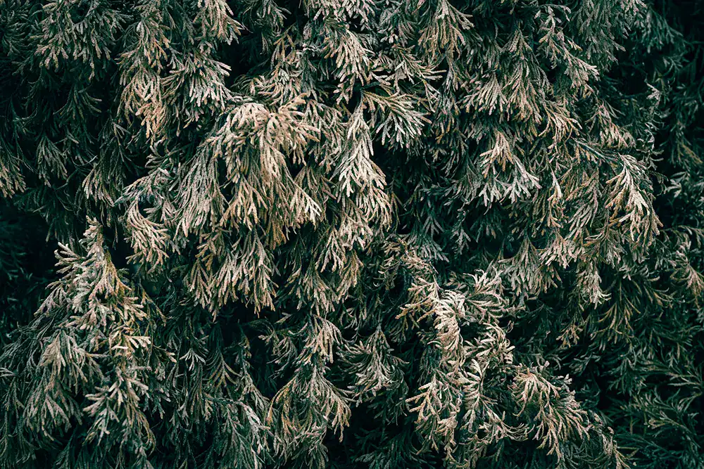 Why do my evergreen trees turn brown in the winter?