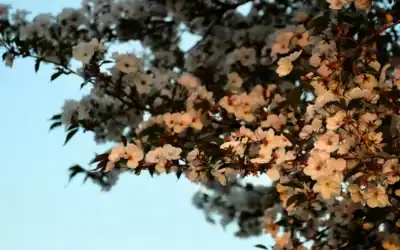 Why is summer the best season to have my flowering trees evaluated?