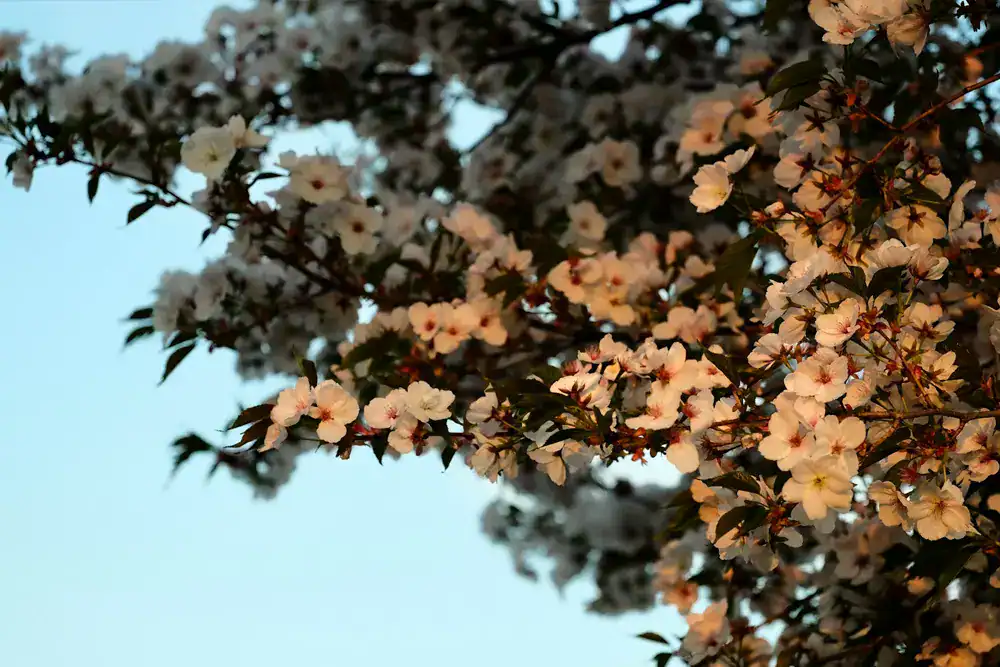 Why is summer the best season to have my flowering trees evaluated?