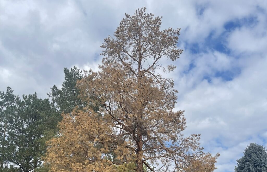 Winter Watering and Tree Drought Stress Management