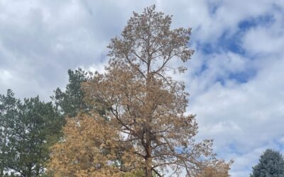 Winter Watering and Tree Drought Stress Management