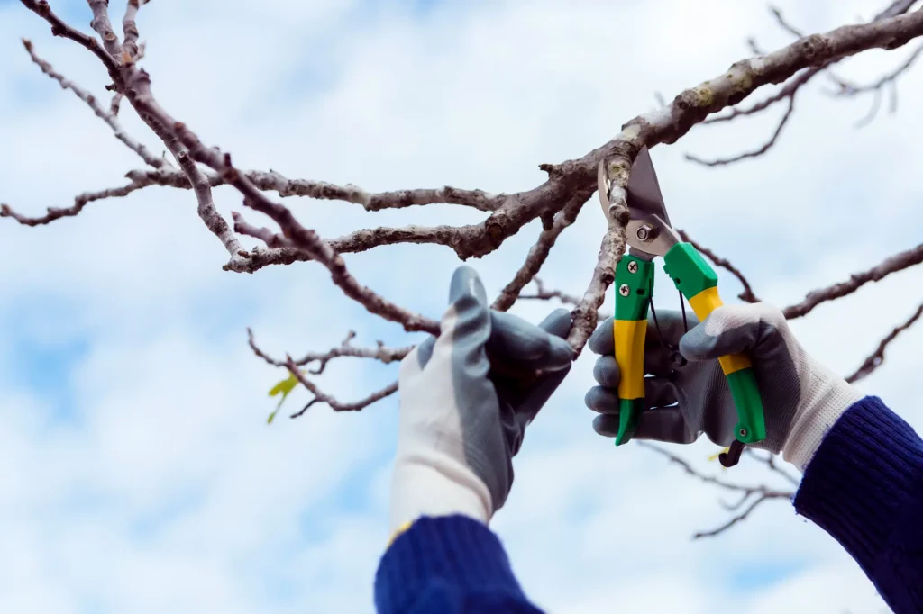 Seasonal Tree Care: Expert Tips for Keeping Your Trees Healthy Year-Round