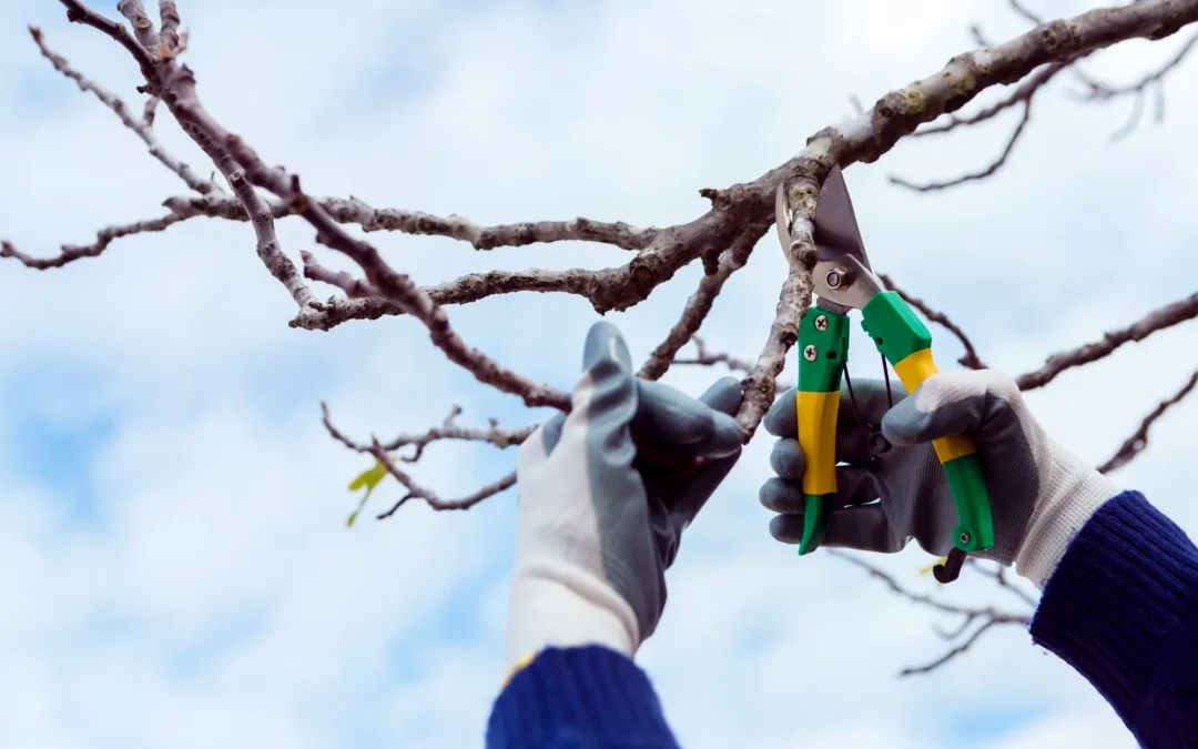 Seasonal Tree Care: Expert Tips for Keeping Your Trees Healthy Year-Round