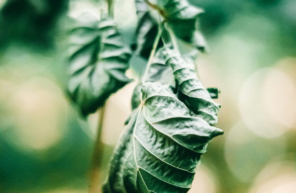 Why do my trees look damaged after the recent freeze?