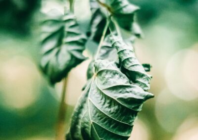 Why do my trees look damaged after the recent freeze?