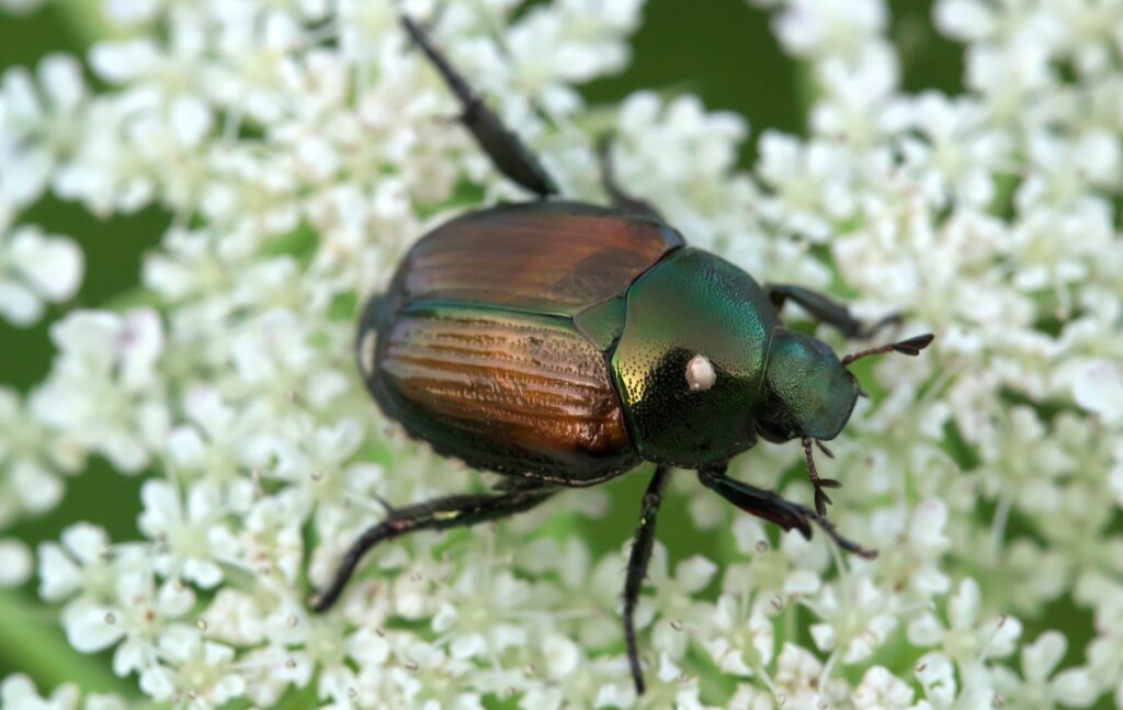 Japanese Beetles Are Emerging: Your Questions Answered